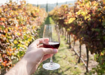 How Do Terroir and Climate Shape the Taste of Wine?