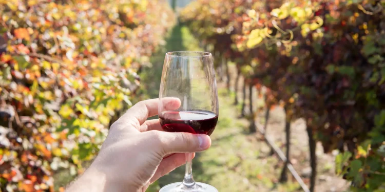 How Do Terroir and Climate Shape the Taste of Wine?