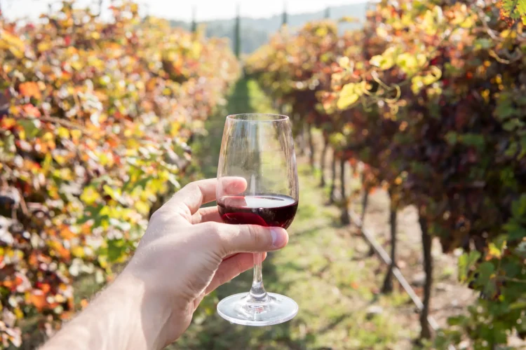 How Do Terroir and Climate Shape the Taste of Wine?