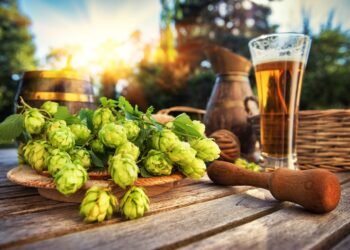 Can You Taste the Difference Between Different Hops?