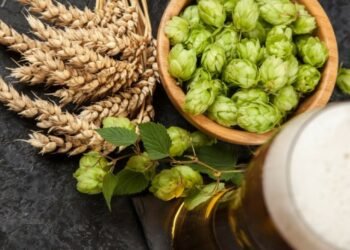 The Magic of Hops: How Do They Bring Diverse Bitterness and Aromas to Beer?