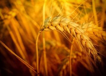 Whiskey, Brandy, and Vodka: The Origin Stories of Different Grain Spirits