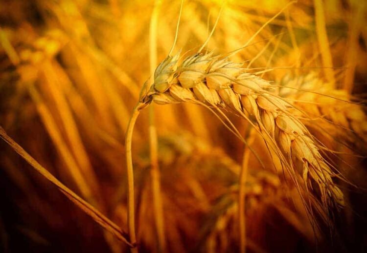 Whiskey, Brandy, and Vodka: The Origin Stories of Different Grain Spirits