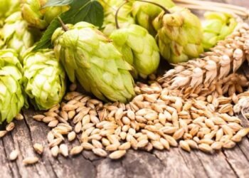 The Origins of “Malt Flavor” in Grain Spirits: How It Shapes the Taste of Whiskey and Beyond