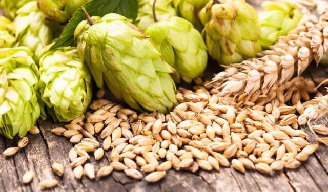 The Origins of “Malt Flavor” in Grain Spirits: How It Shapes the Taste of Whiskey and Beyond