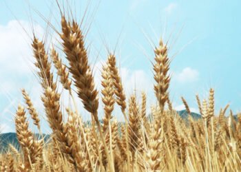 From Corn to Wheat: How Grain Selection Influences the Character of Distilled Spirits