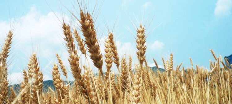 From Corn to Wheat: How Grain Selection Influences the Character of Distilled Spirits