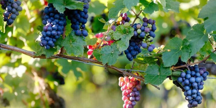 Do You Know How the Champagne Production Process Influences Its Unique Flavor and Effervescence?