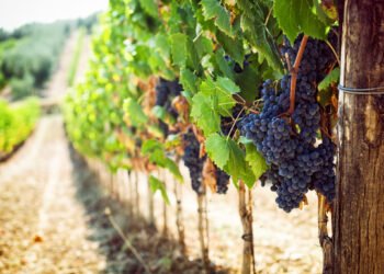 Can Microbes Define Terroir More Than Soil?