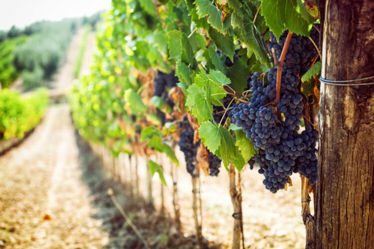 Can Microbes Define Terroir More Than Soil?