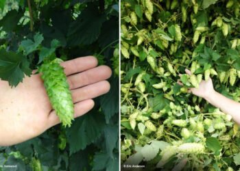 Can One Hop Variety Create Infinite Flavor Profiles?