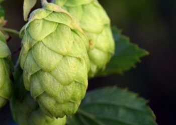 Is Hops the Secret Ingredient Behind Beer’s Bold Flavor?