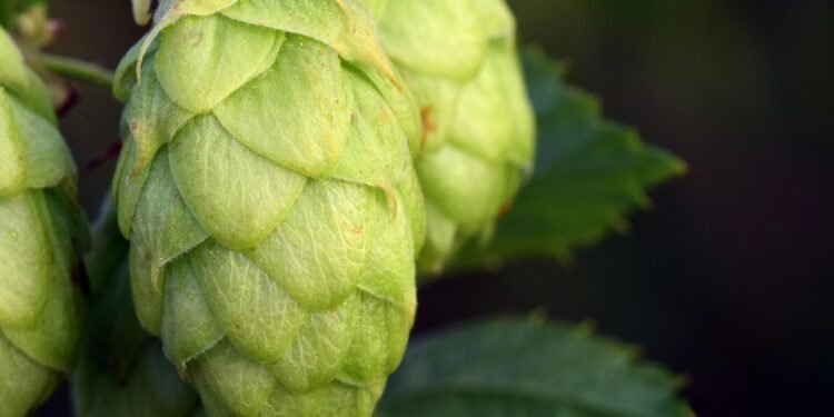 Is Hops the Secret Ingredient Behind Beer’s Bold Flavor?