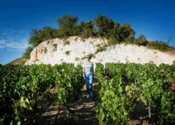 Can Chalky Soil Really Shape Champagne’s Signature Finesse?