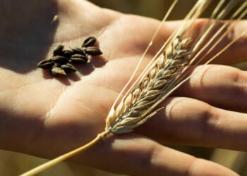 Is Barley Still the Gold Standard for Distillers?