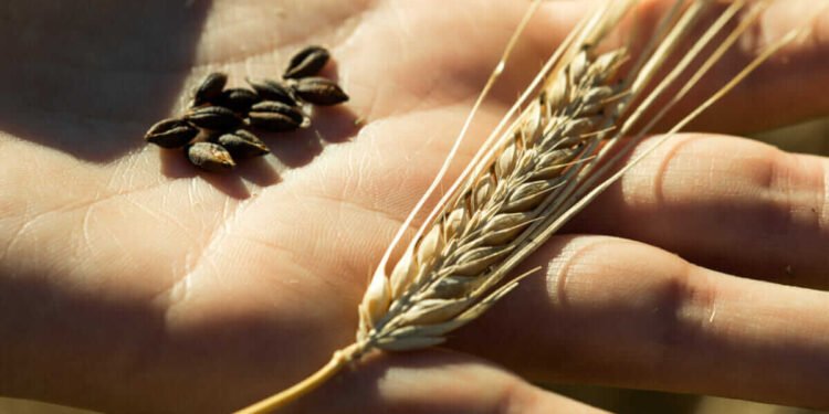 Is Barley Still the Gold Standard for Distillers?