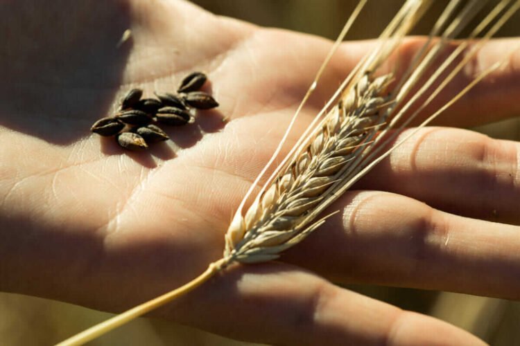 Is Barley Still the Gold Standard for Distillers?