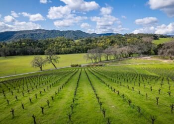 What Does Terroir Actually Mean for Your Wine?