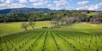 What Does Terroir Actually Mean for Your Wine?