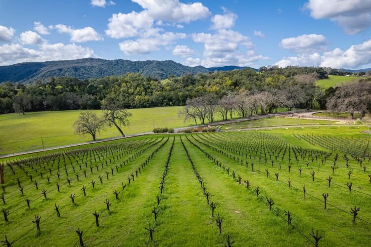 What Does Terroir Actually Mean for Your Wine?