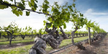 Do Old Vines Really Produce Better Wine—or Just Less?