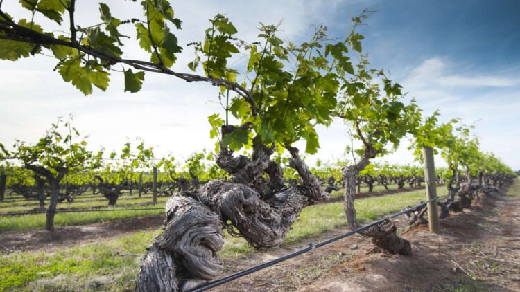 Do Old Vines Really Produce Better Wine—or Just Less?