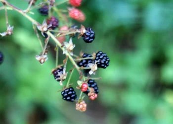 Spontaneously Fermented Beers: Controlled Chaos?