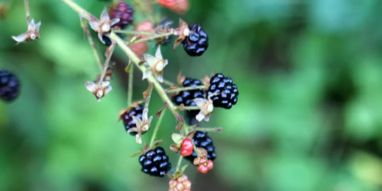 Spontaneously Fermented Beers: Controlled Chaos?