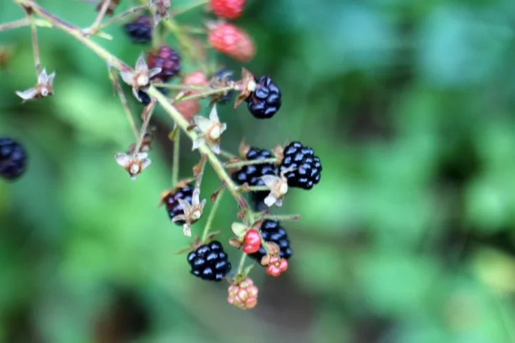 Spontaneously Fermented Beers: Controlled Chaos?