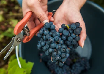 Is Grower Champagne Redefining Prestige in the Region?