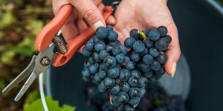 Is Grower Champagne Redefining Prestige in the Region?