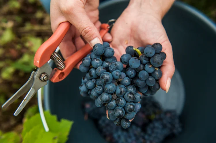 Is Grower Champagne Redefining Prestige in the Region?