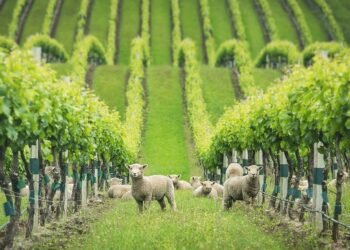 Do Lunar Cycles Actually Influence Biodynamic Wine?