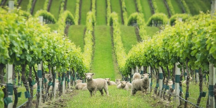 Do Lunar Cycles Actually Influence Biodynamic Wine?