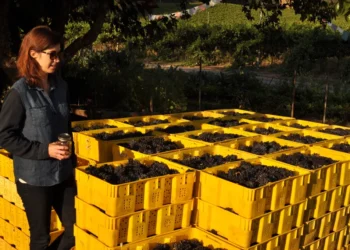 Why Do Some Champagnes Use a High Proportion of Pinot Meunier?