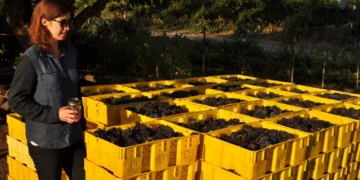 Why Do Some Champagnes Use a High Proportion of Pinot Meunier?