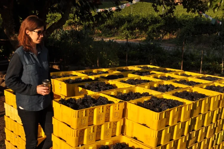 Why Do Some Champagnes Use a High Proportion of Pinot Meunier?