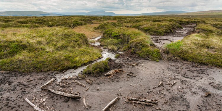 Peat Smoke: a Cultural Choice or a Chemical Accident?
