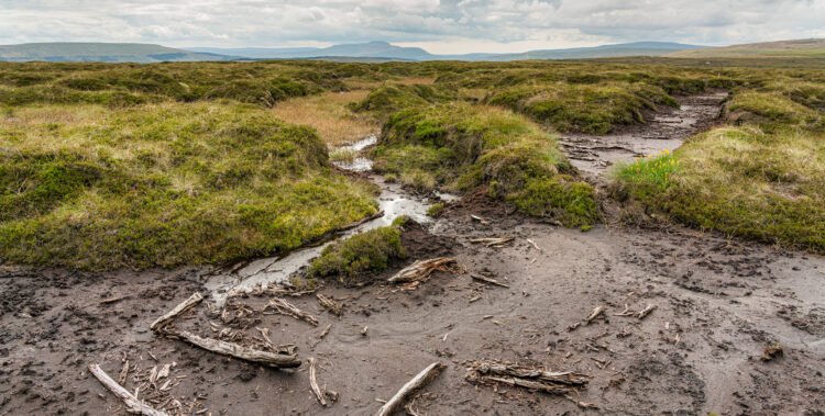 Peat Smoke: a Cultural Choice or a Chemical Accident?