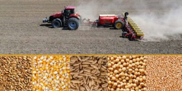 Could the Future of Spirits Start in the Grain Field?