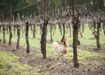 Is Organic Wine Healthier Than Conventional Wine?