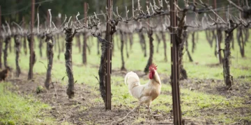 Is Organic Wine Healthier Than Conventional Wine?