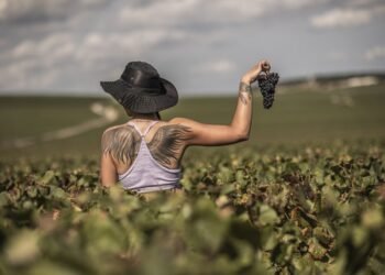 Why Is Hand Harvesting Still Critical in Champagne Vineyards?