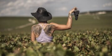Why Is Hand Harvesting Still Critical in Champagne Vineyards?