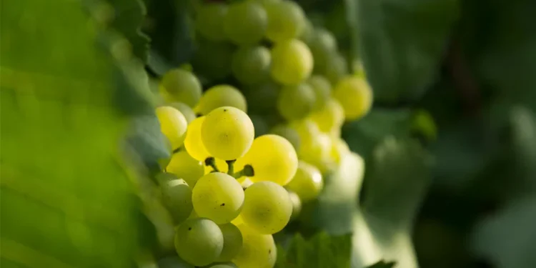 Is Blanc de Blancs More About Structure Than Freshness?