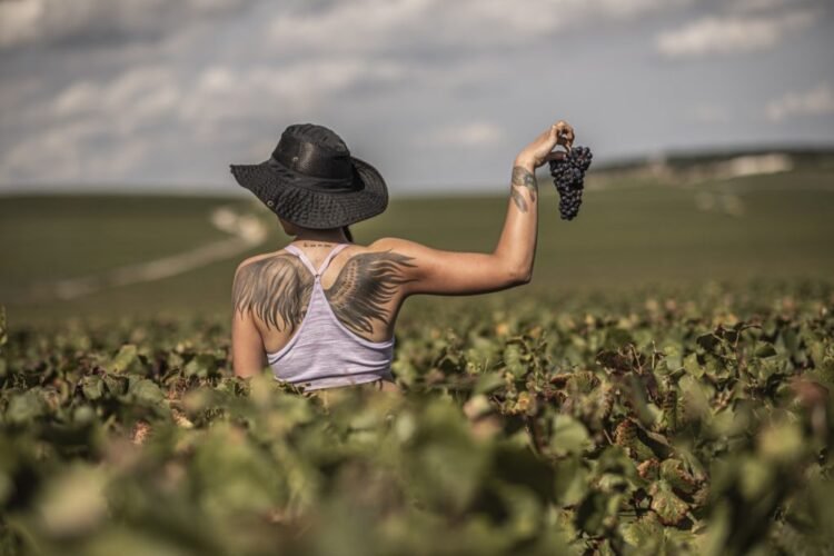 Why Is Hand Harvesting Still Critical in Champagne Vineyards?