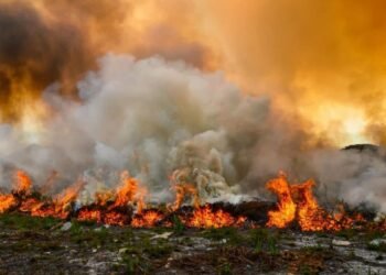 Can Smoke Taint Be Detected Before Fermentation?