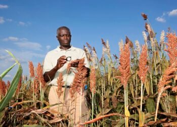 How Does Climate Change Alter Grain-Driven Flavor Profiles?