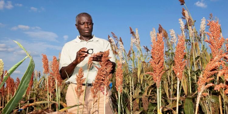 How Does Climate Change Alter Grain-Driven Flavor Profiles?