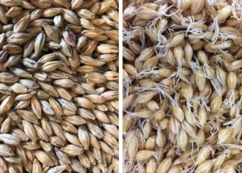 Is Terroir Real in Beer Brewing?